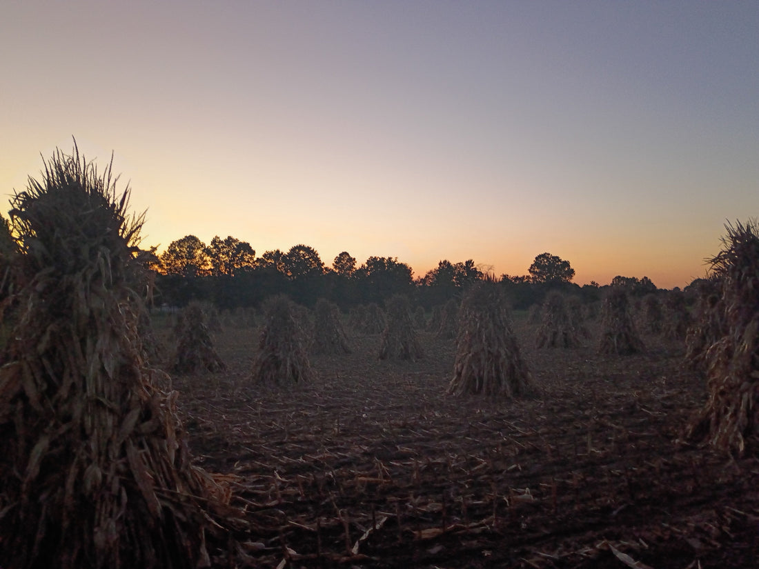 Serenity Among The Cornfields